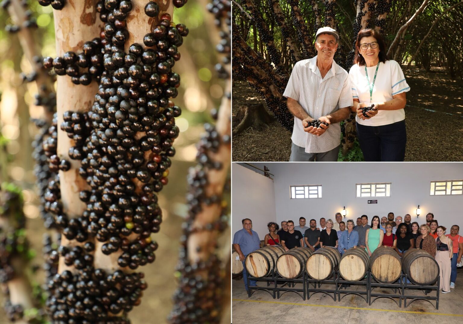Começa temporada de jabuticaba em Hidrolândia – Portal Goiás