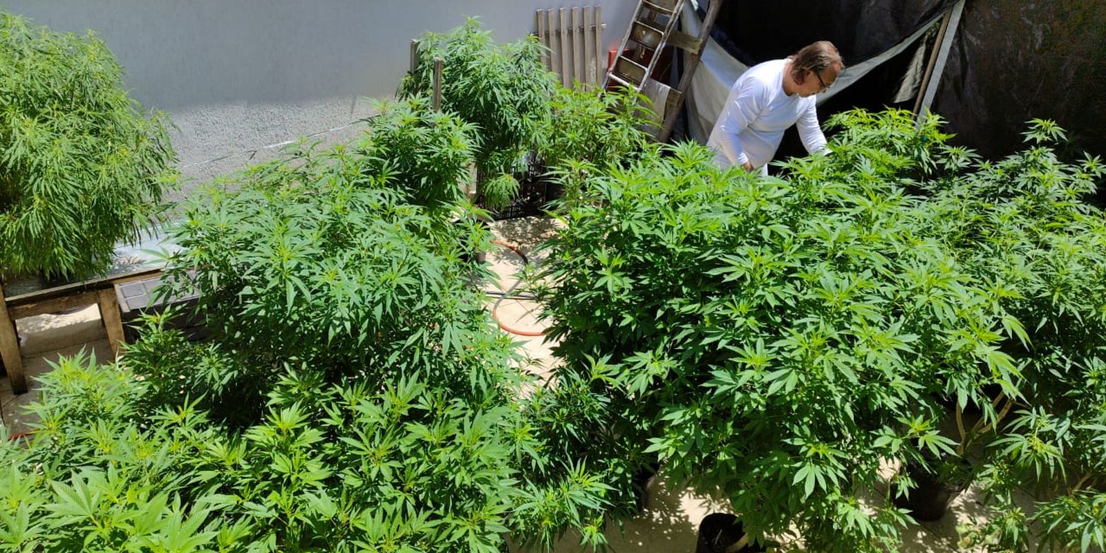 AGU pede mais prazo para regulamentar uso da cannabis medicinal