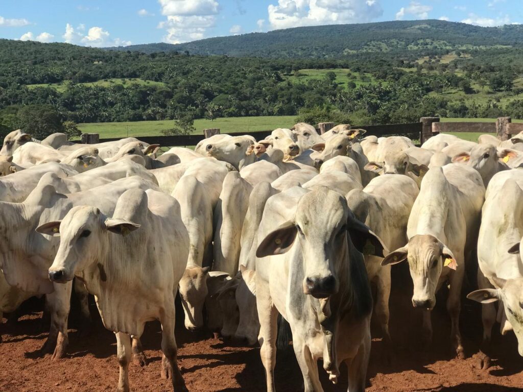 Agrodefesa abre segunda etapa da Declaração de Rebanho a partir do próximo sábado - Rebanho bovino no pasto