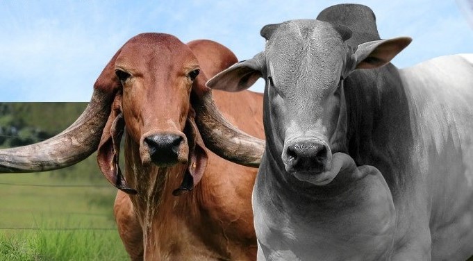 Caravana Pró-Genética chega à Regional Planalto