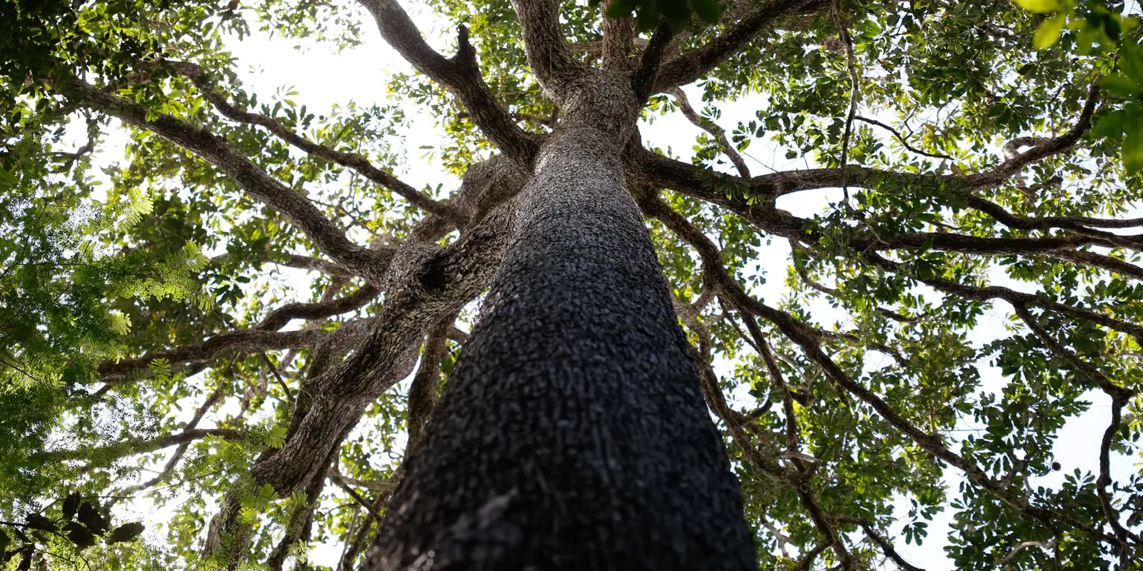Justiça do Ceará cria vara exclusiva para ações de proteção ambiental