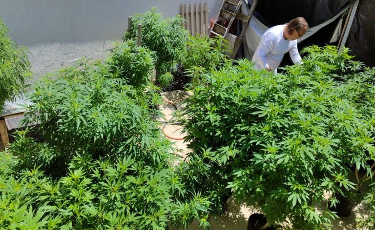 AGU pede mais prazo para regulamentar uso da cannabis medicinal