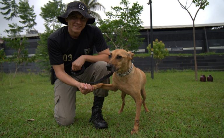 Adote! PM promove projeto pioneiro de adestramento e adoção de cães de rua – Portal Goiás