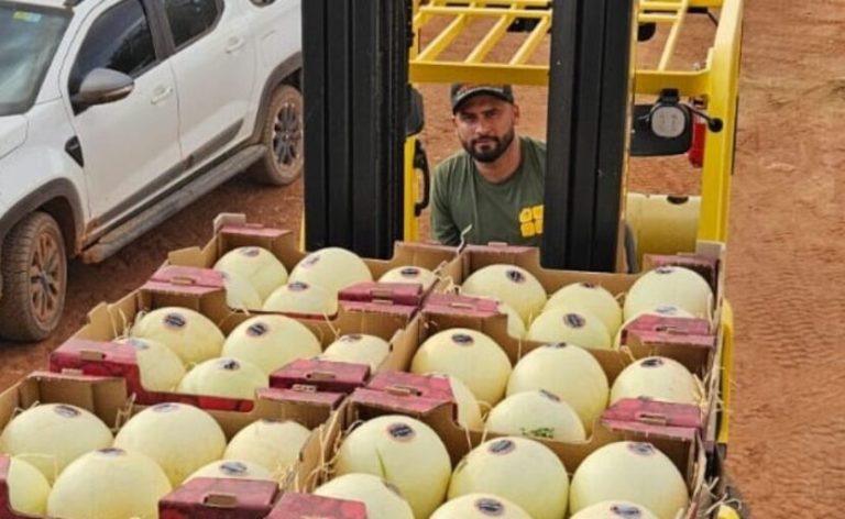 Agrodefesa garante segurança fitossanitária e Goiás inicia exportação de melão para a Argentina