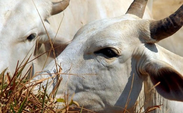 Bois exportados vivos: ONGs denunciam precariedade e riscos ambientais