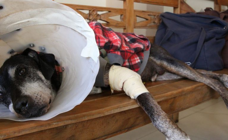 Câmara aprova projeto que tipifica exercício ilegal da veterinária