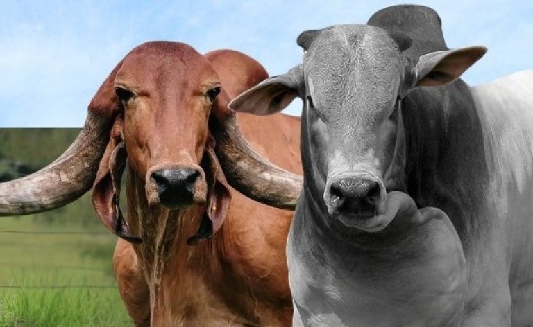 Caravana Pró-Genética chega à Regional Planalto