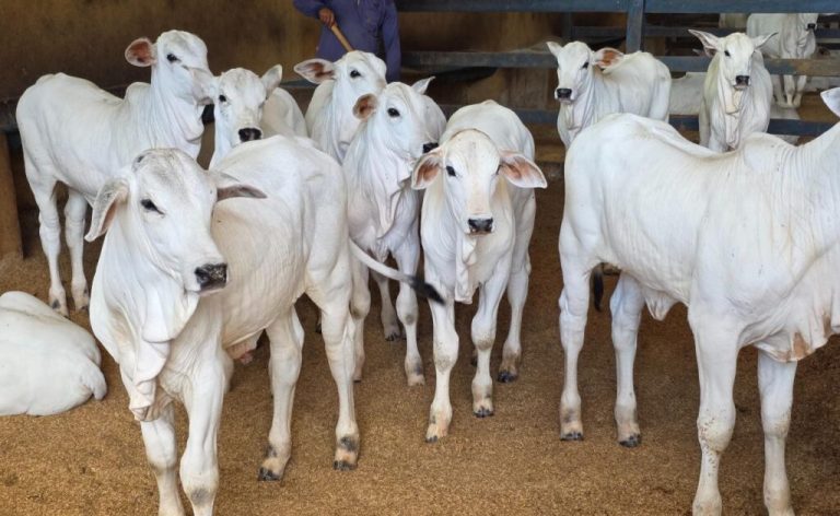 Governo de Goiás marca presença na 79ª Pecuária de Goiânia