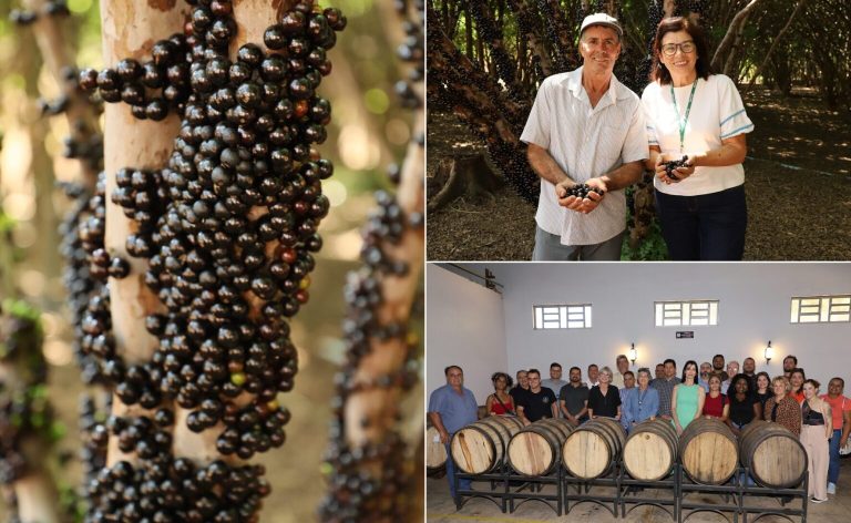 Começa temporada de jabuticaba em Hidrolândia – Portal Goiás