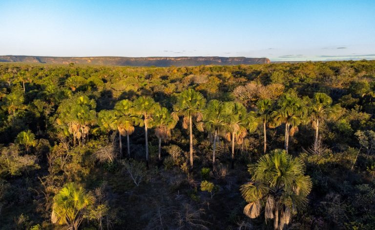 Goiás remunera produtores rurais que preservam Cerrado