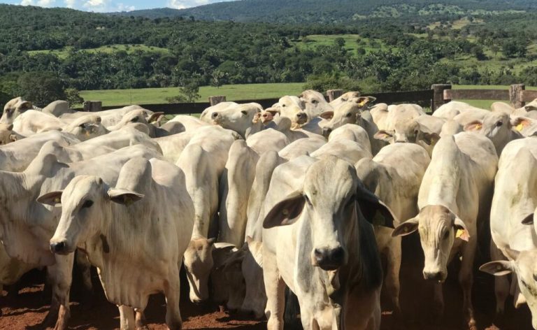Agrodefesa abre segunda etapa da Declaração de Rebanho a partir do próximo sábado - Rebanho bovino no pasto