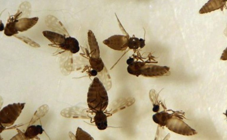 Goiás confirma primeiro caso de febre Oropouche em Anápolis