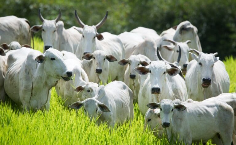 Declaração de Rebanho 2026: primeira etapa começará em 1º de maio e terá prazo de 31 dias em Goiás